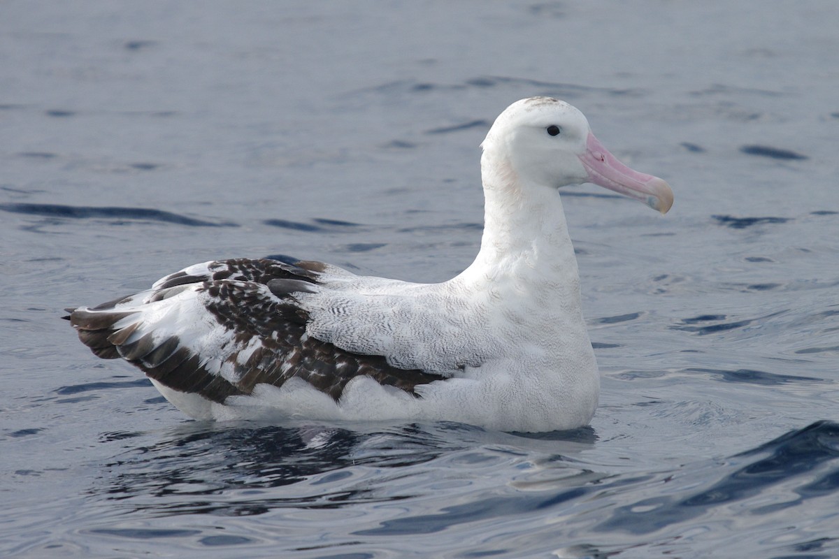 albatros stěhovavý - ML631451136