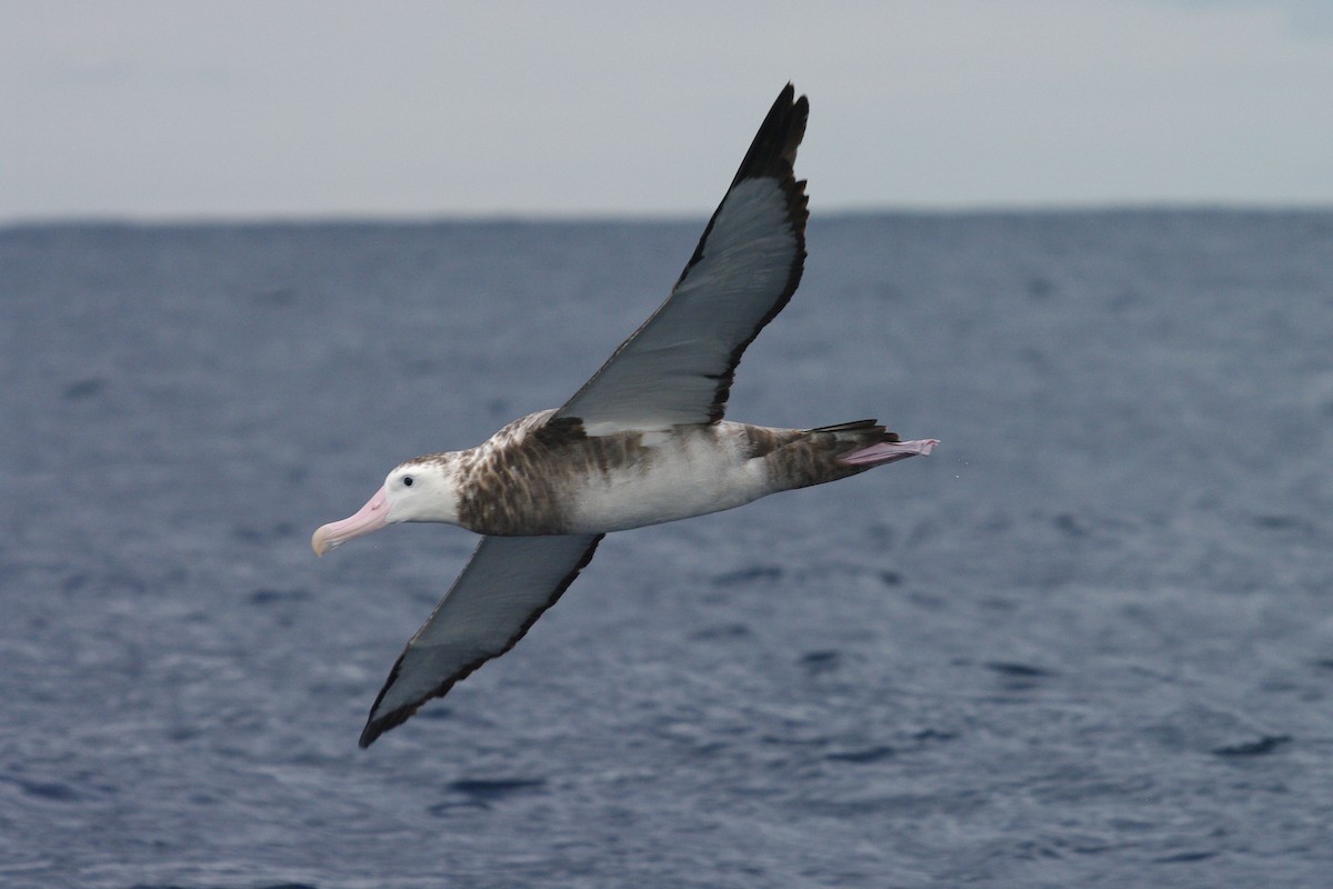 albatros stěhovavý - ML631451137