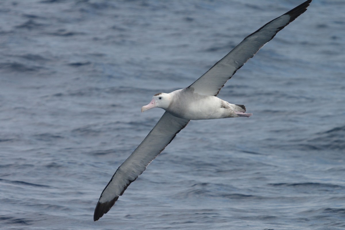 albatros stěhovavý - ML631451138