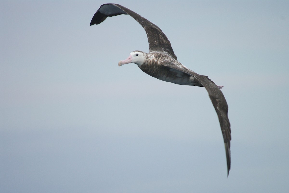 albatros stěhovavý - ML631451139