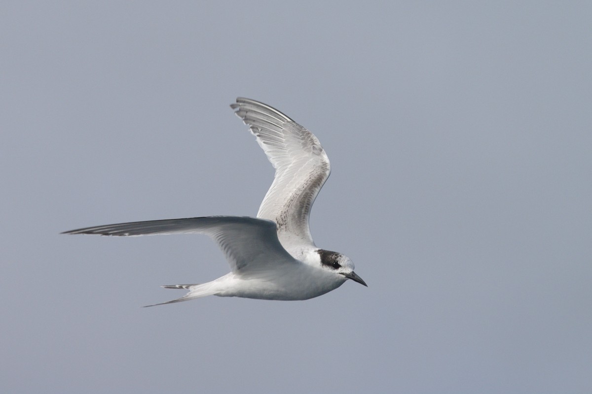 rybák běločelý - ML631451350