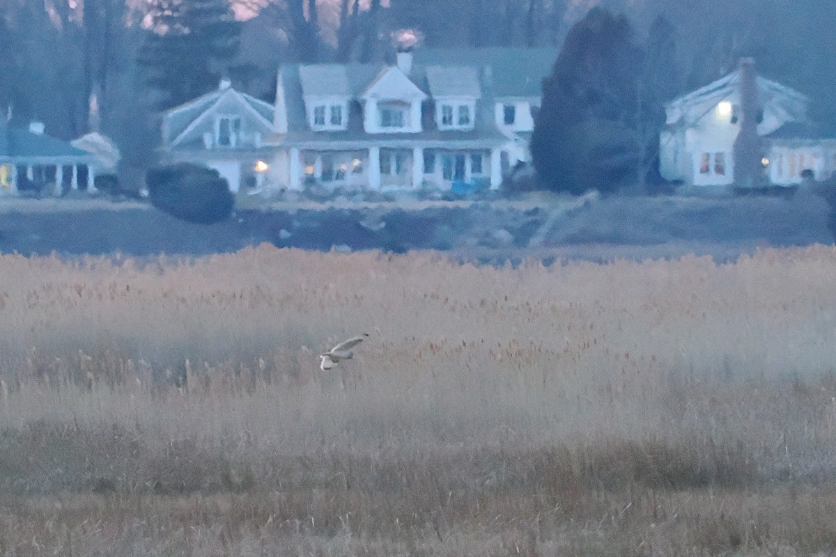Short-eared Owl - ML631451400
