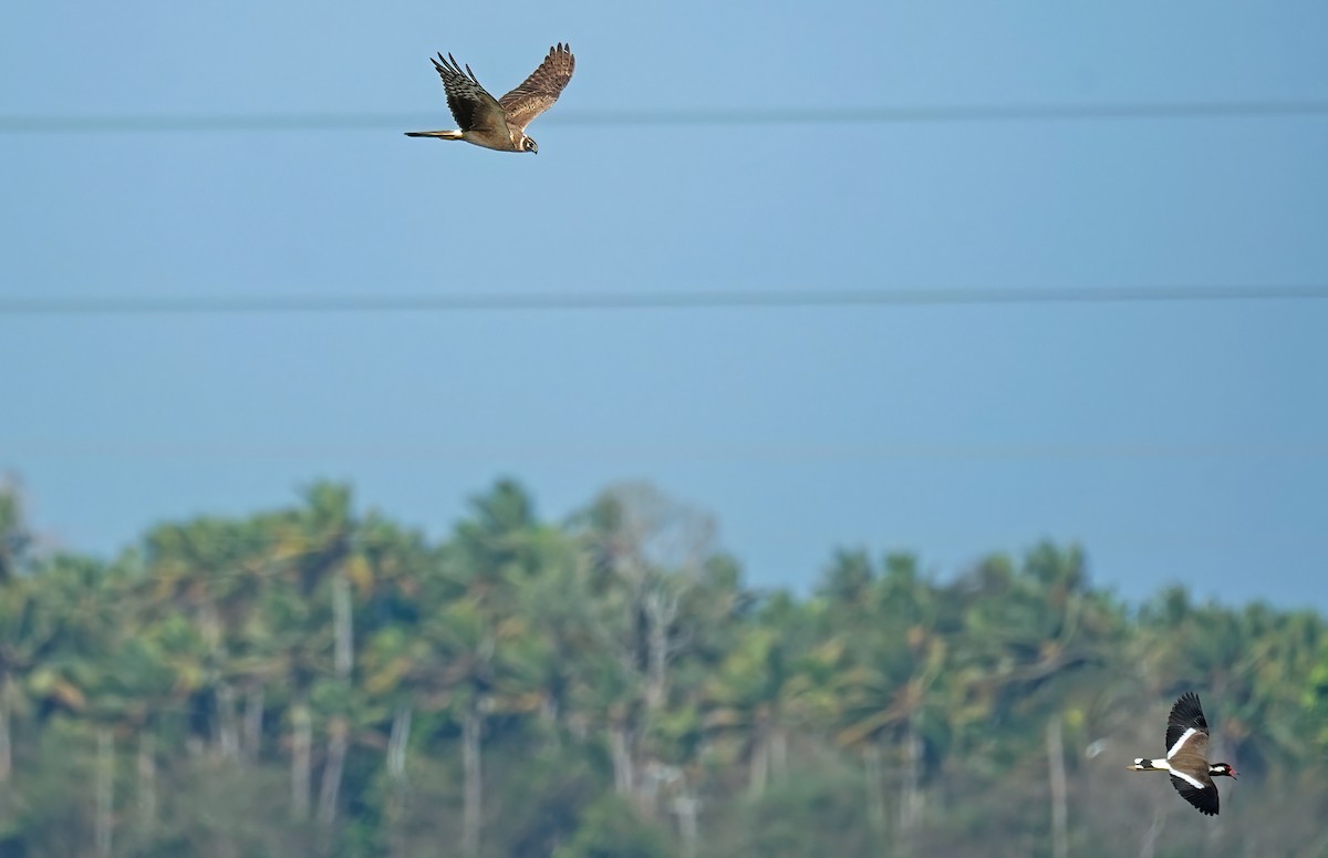 Pallid Harrier - ML631451419