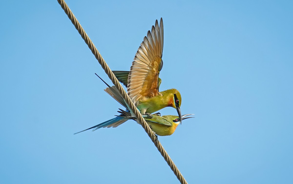 Blue-tailed Bee-eater - ML631451427