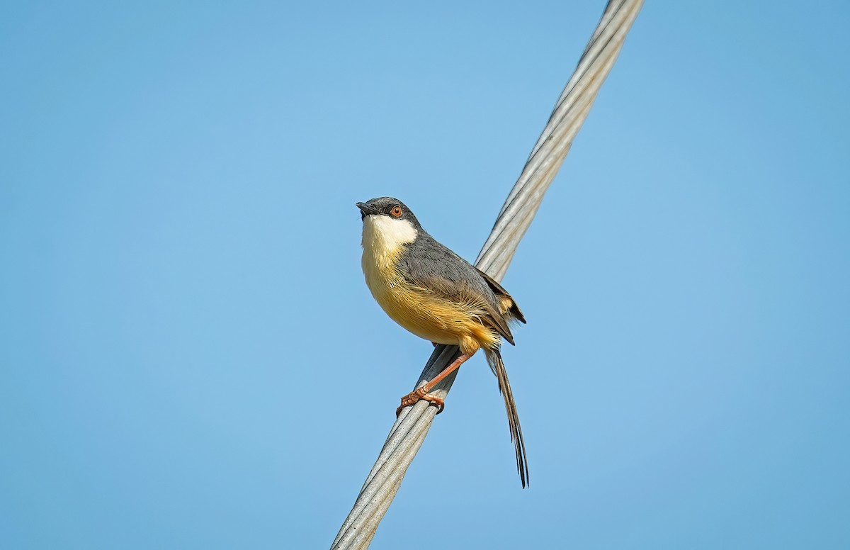 Ashy Prinia - ML631451466