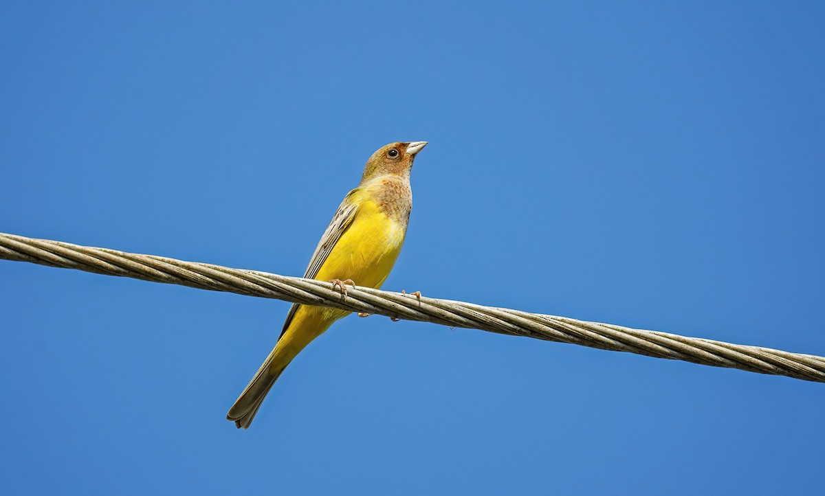 Red-headed Bunting - ML631451497