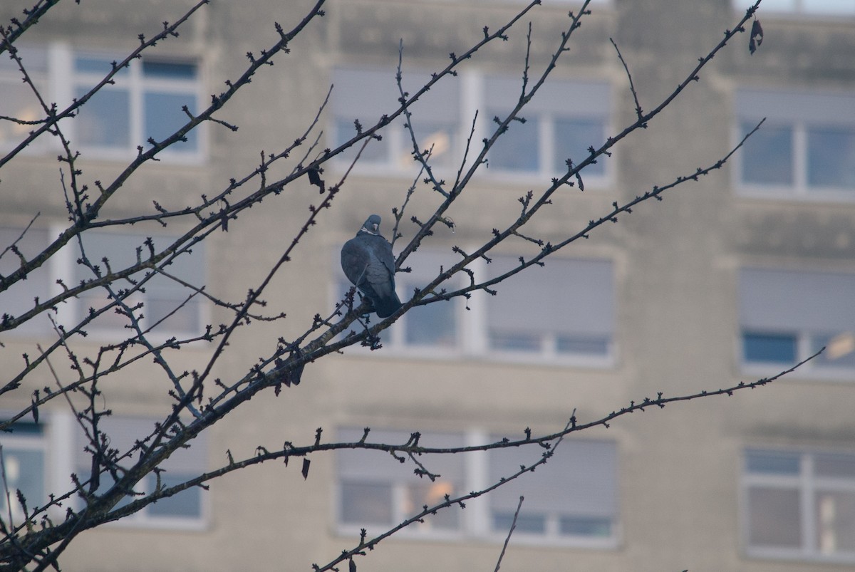 Common Wood-Pigeon - ML631451518