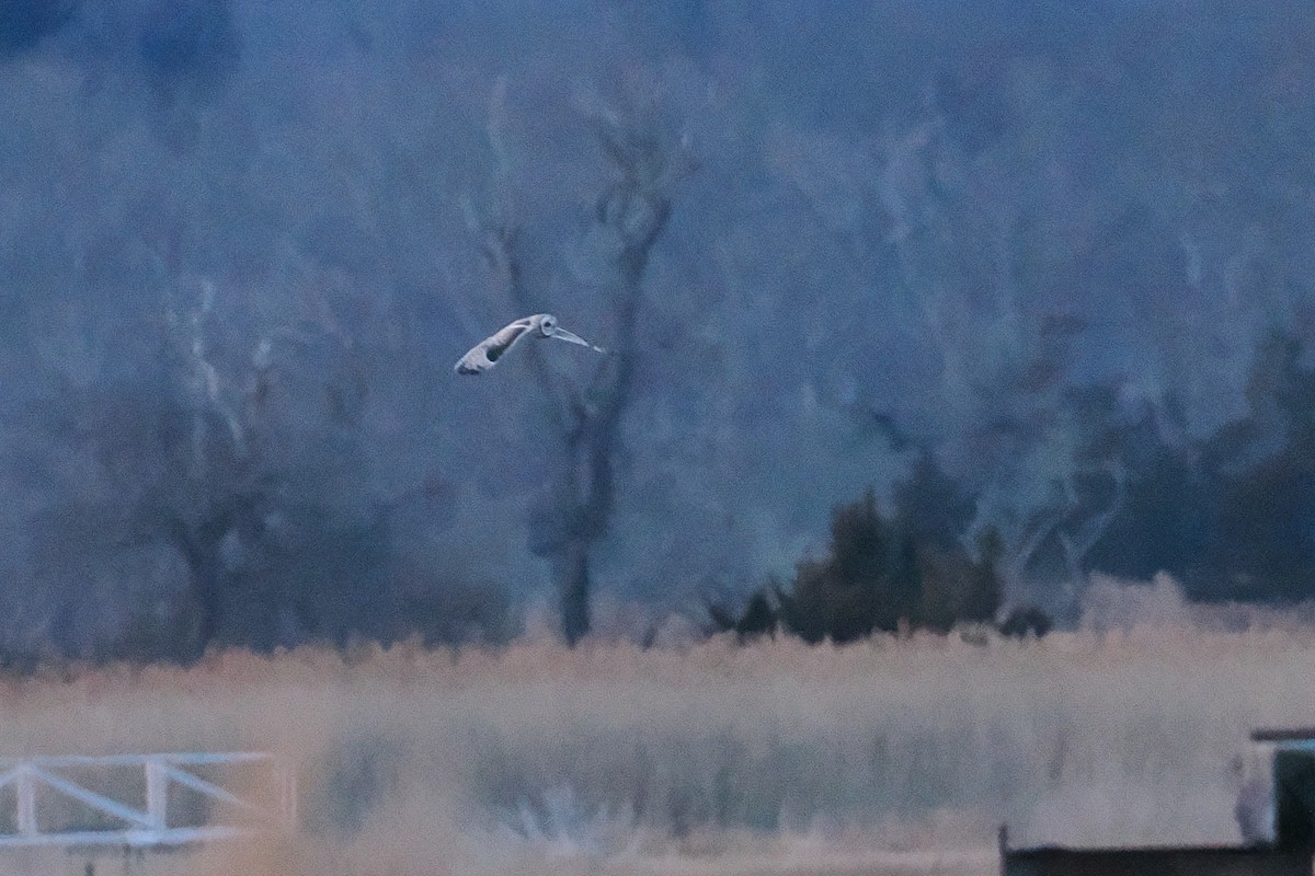 Short-eared Owl - ML631451567