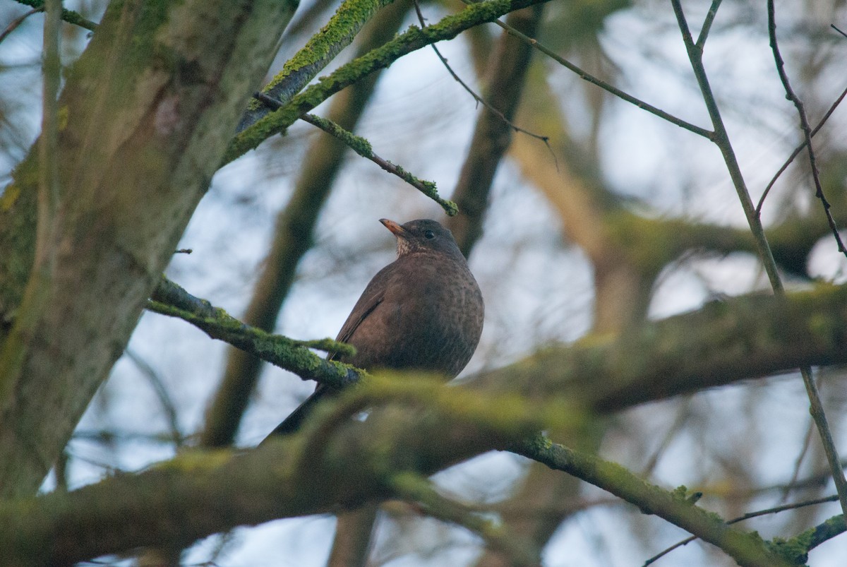 Eurasian Blackbird - ML631451617