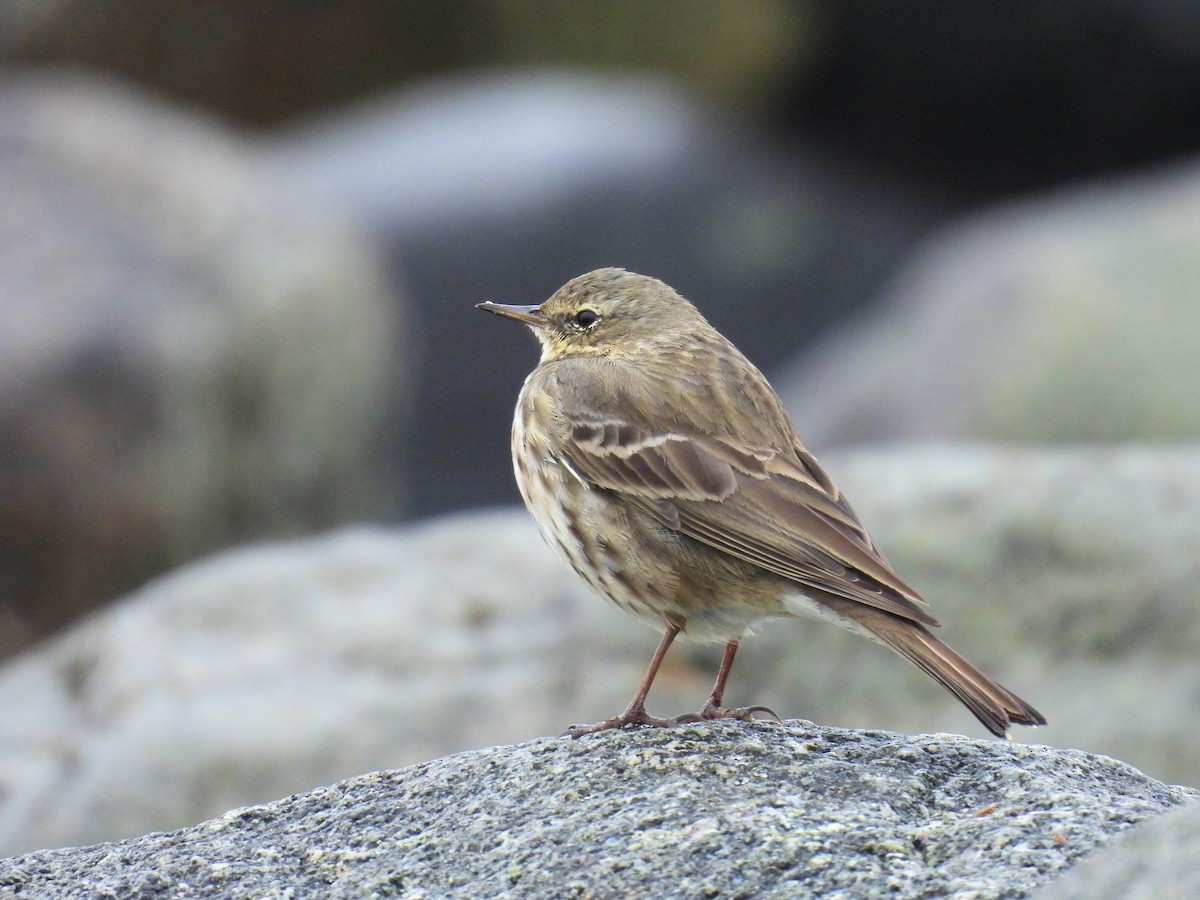 Pipit maritime - ML631451675