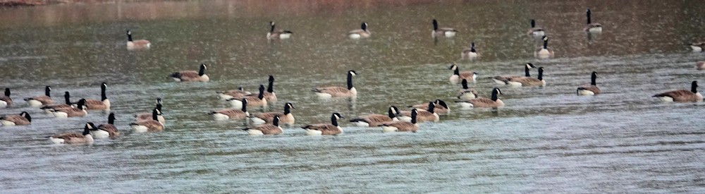 Канад галуу - ML631451677