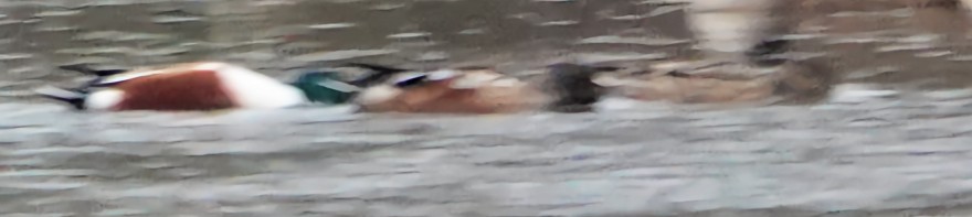 Халбага нугас - ML631451699