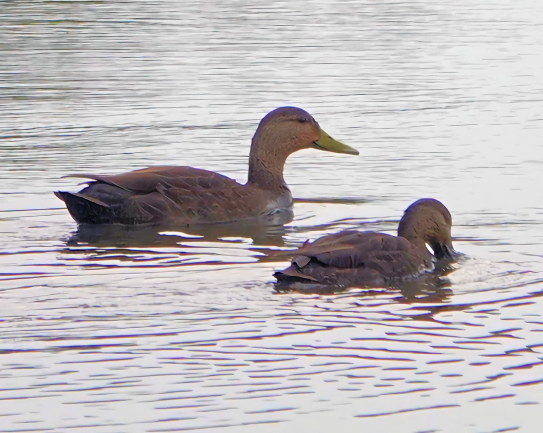 Зэрлэг нугас - ML631451714