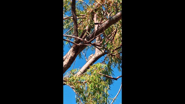 White-fronted Woodpecker - ML631451867