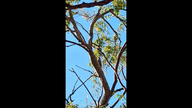 White-fronted Woodpecker - ML631451869