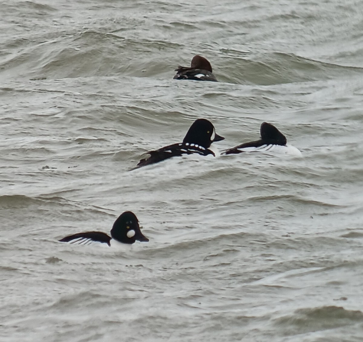 Barrow's Goldeneye - ML631451888