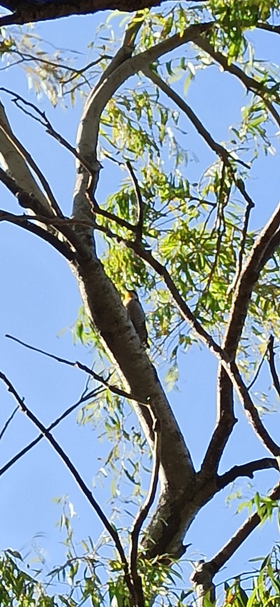 White-fronted Woodpecker - ML631451900