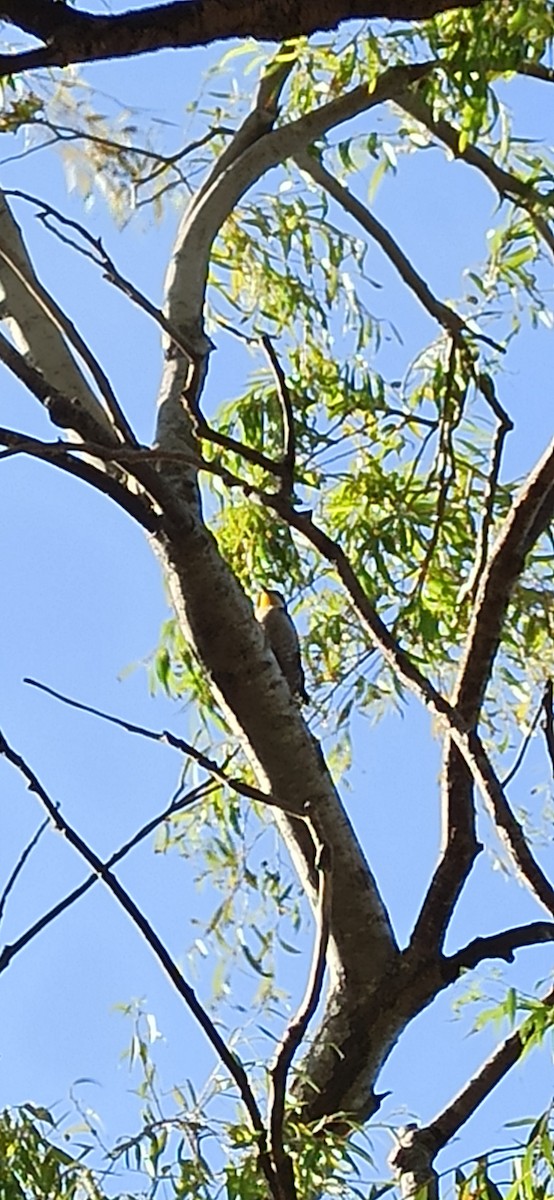White-fronted Woodpecker - ML631451901