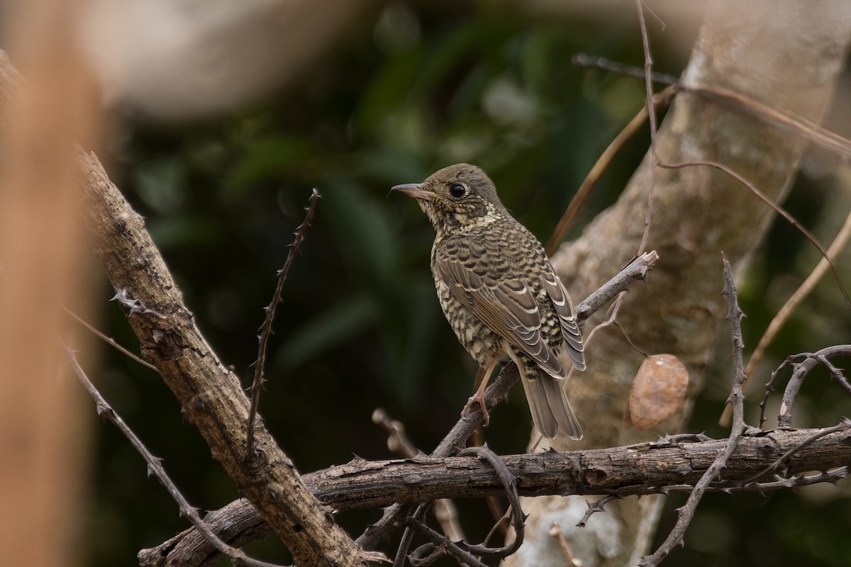 White-throated Rock-Thrush - ML631452059