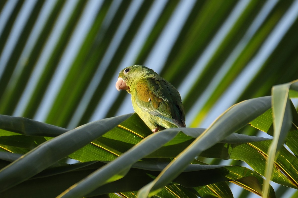 Orange-chinned Parakeet - ML631452110