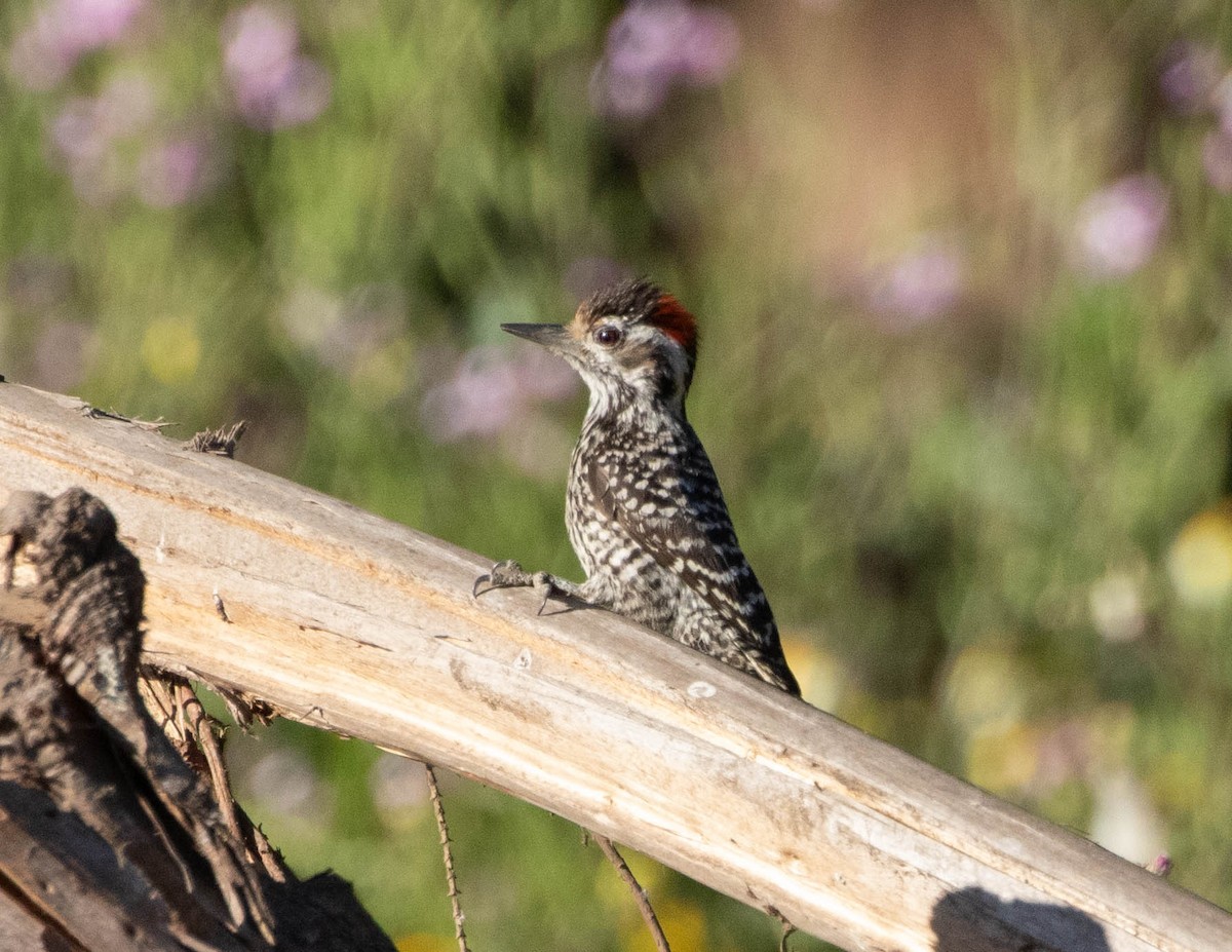 Дятел чилійський - ML631452164