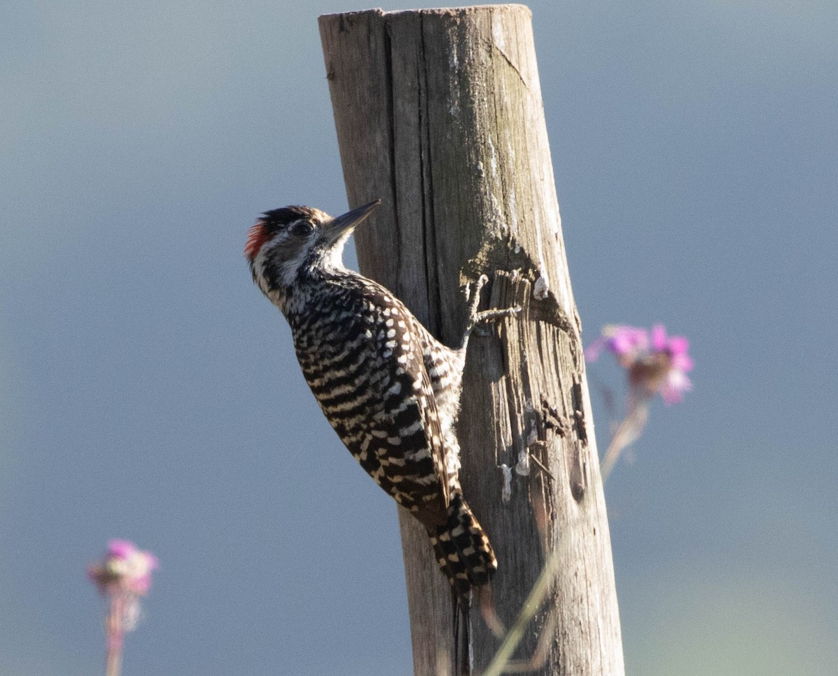 Дятел чилійський - ML631452165