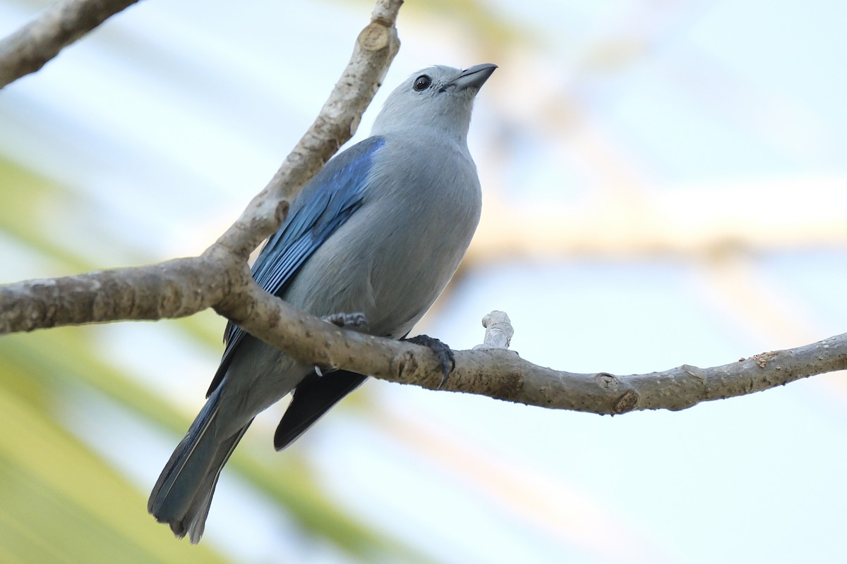 Blue-gray Tanager - ML631452168