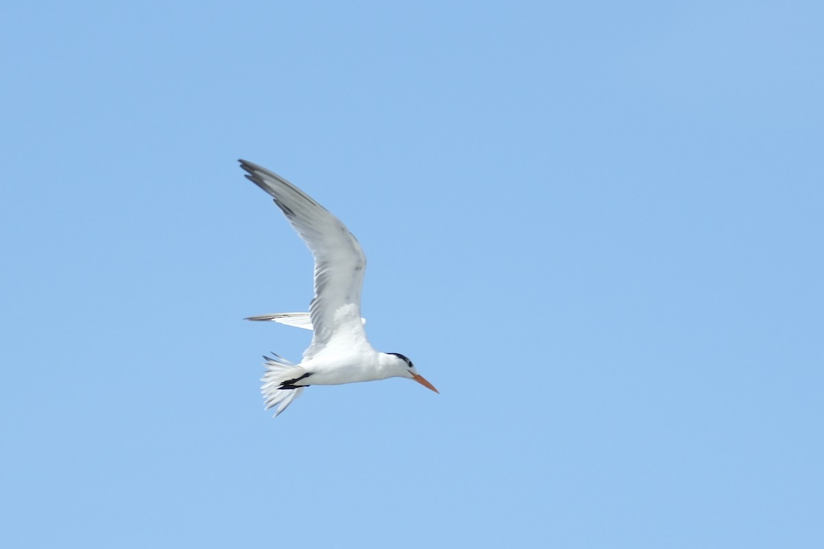 Elegant Tern - ML631452260