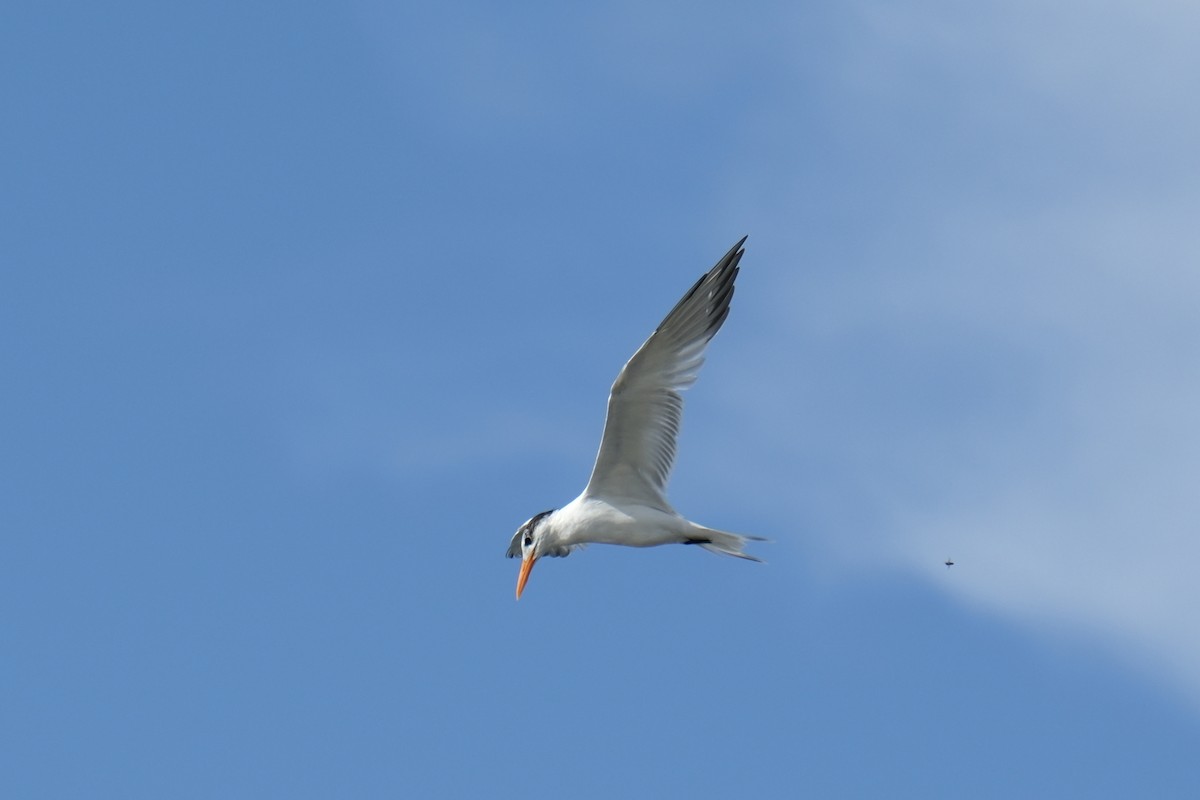 Elegant Tern - ML631452261
