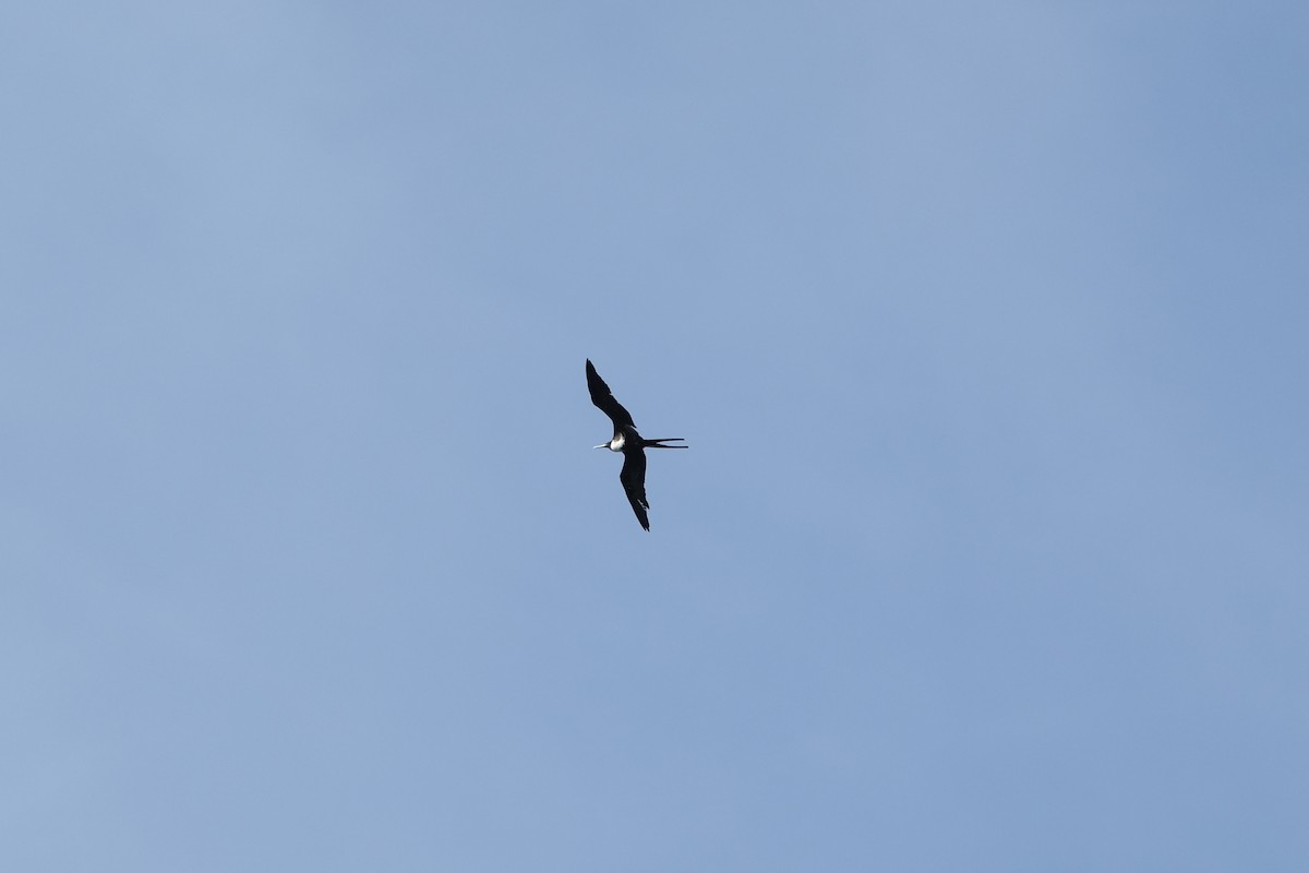 Magnificent Frigatebird - ML631452284