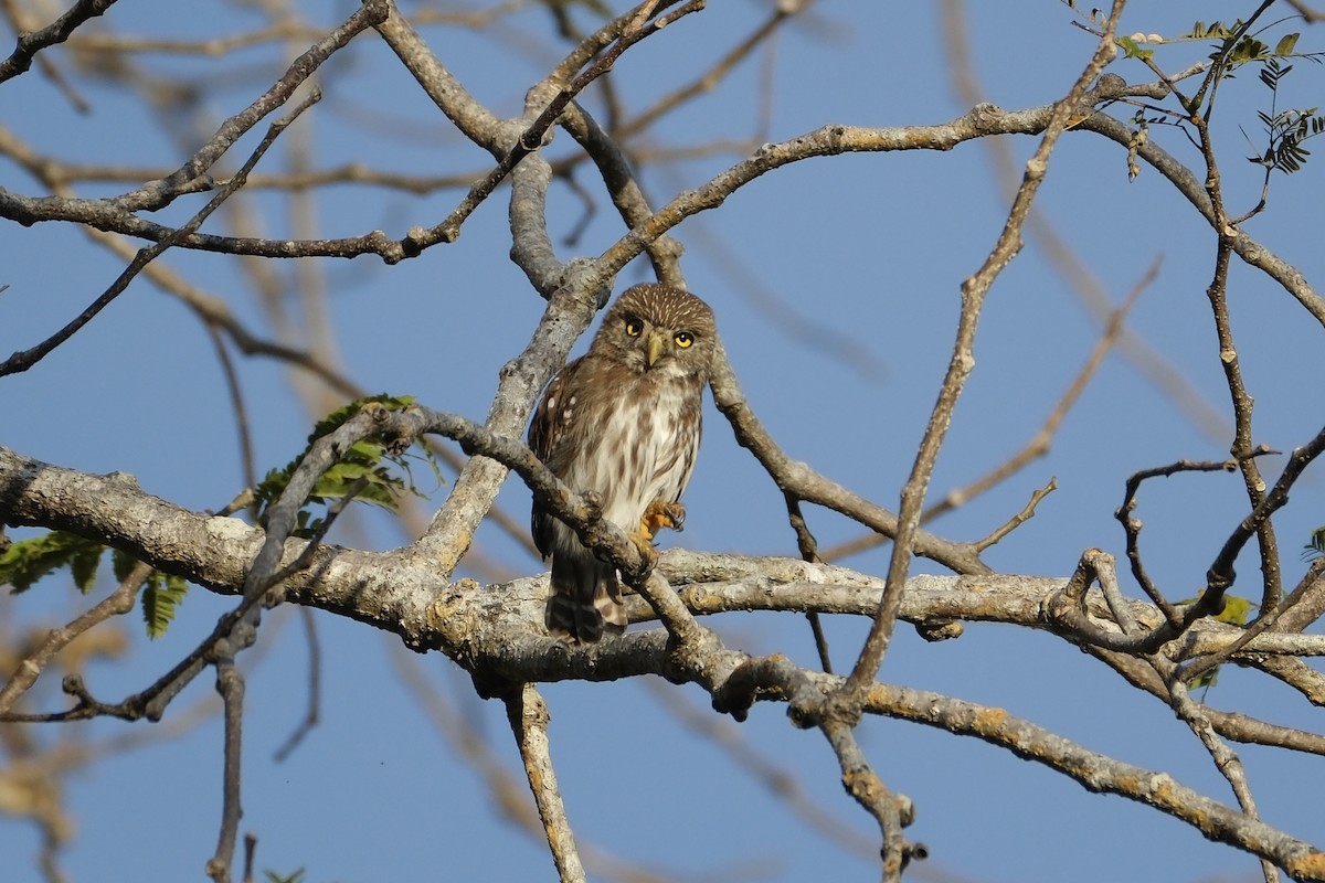 Ferruginous Pygmy-Owl - ML631452390
