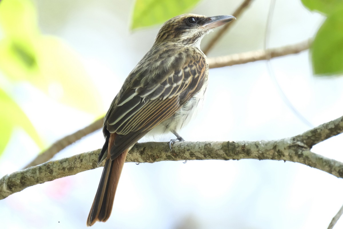 Streaked Flycatcher - ML631452432
