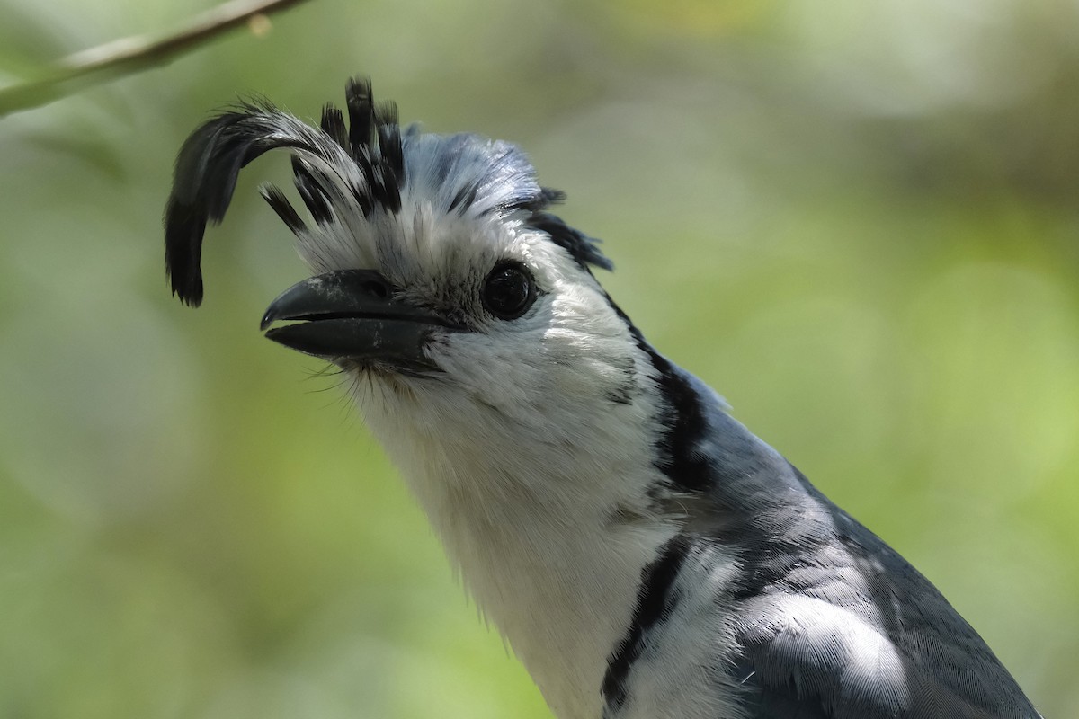 White-throated Magpie-Jay - ML631452492