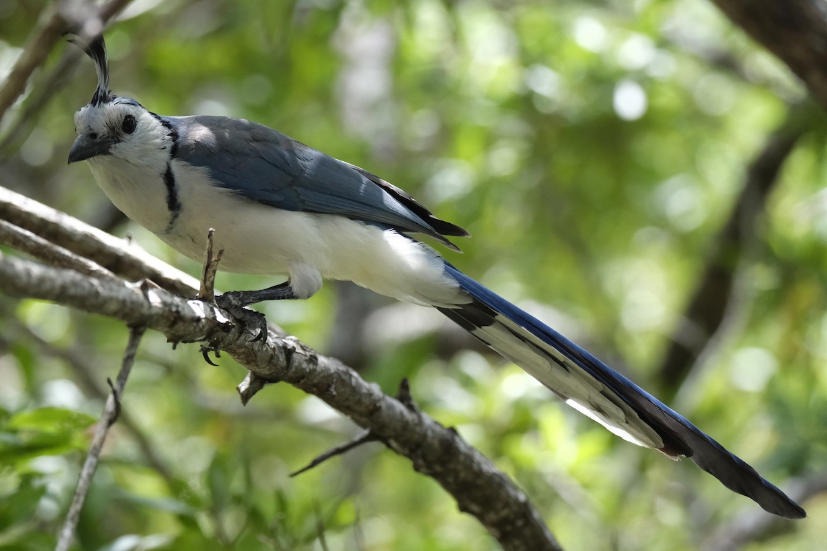 White-throated Magpie-Jay - ML631452493