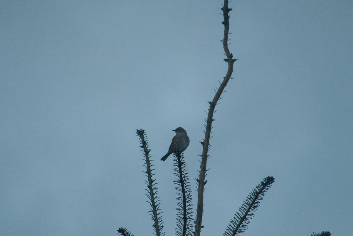 Dunnock - ML631452526