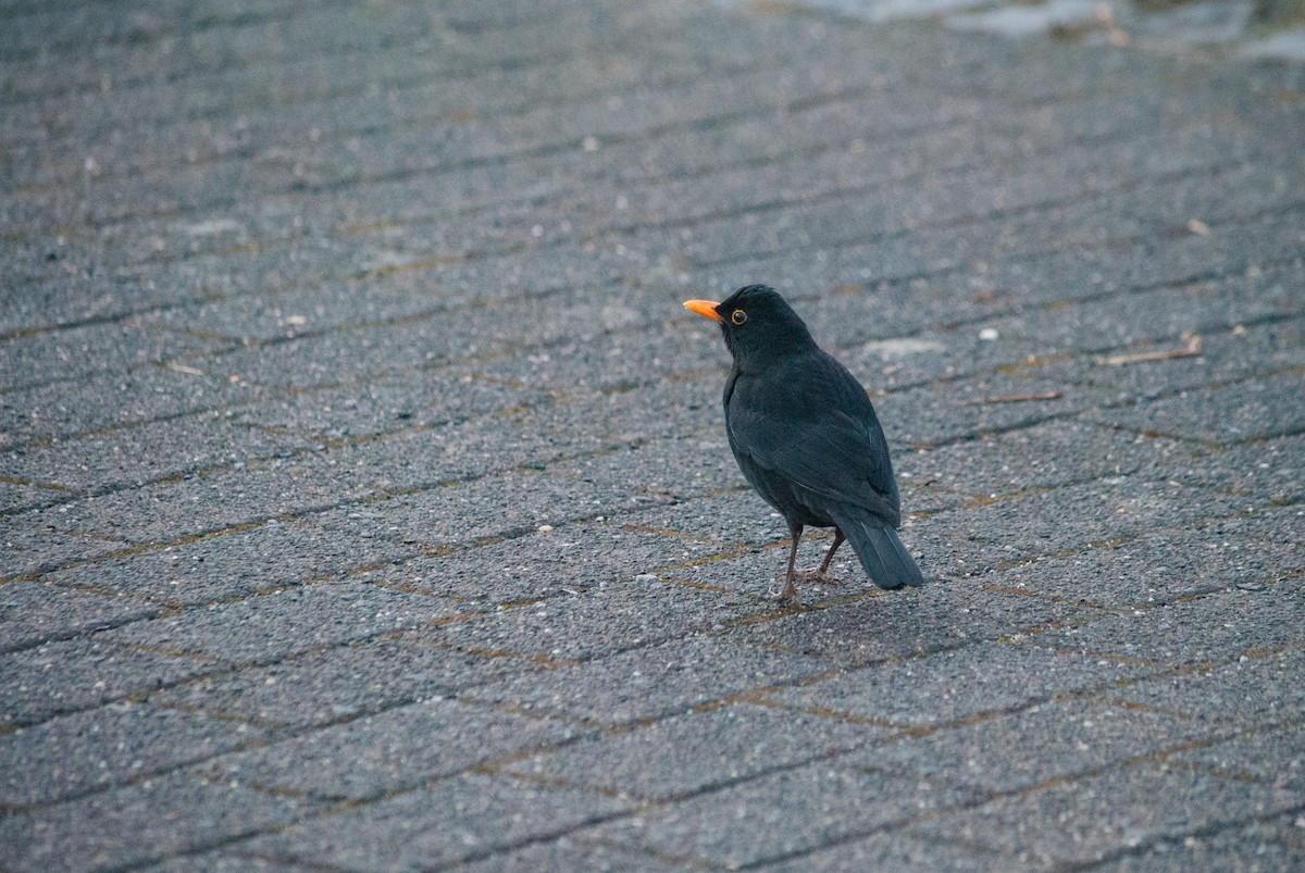Eurasian Blackbird - ML631452574
