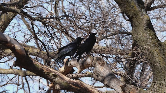 American Crow - ML631452587