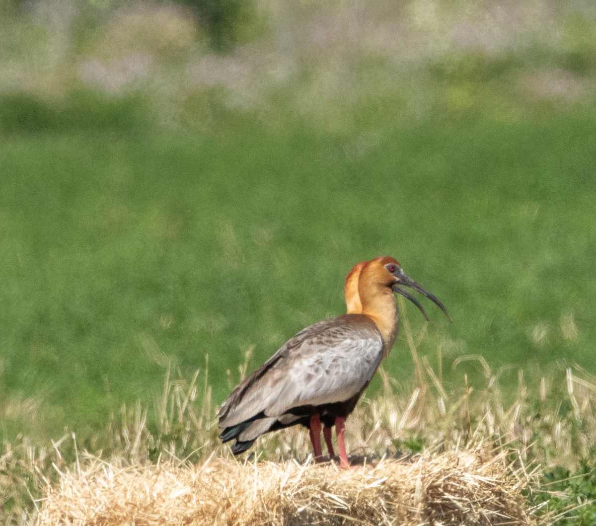 Black-faced Ibis - ML631452602