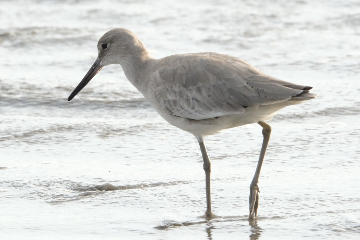 Willet - ML631452636