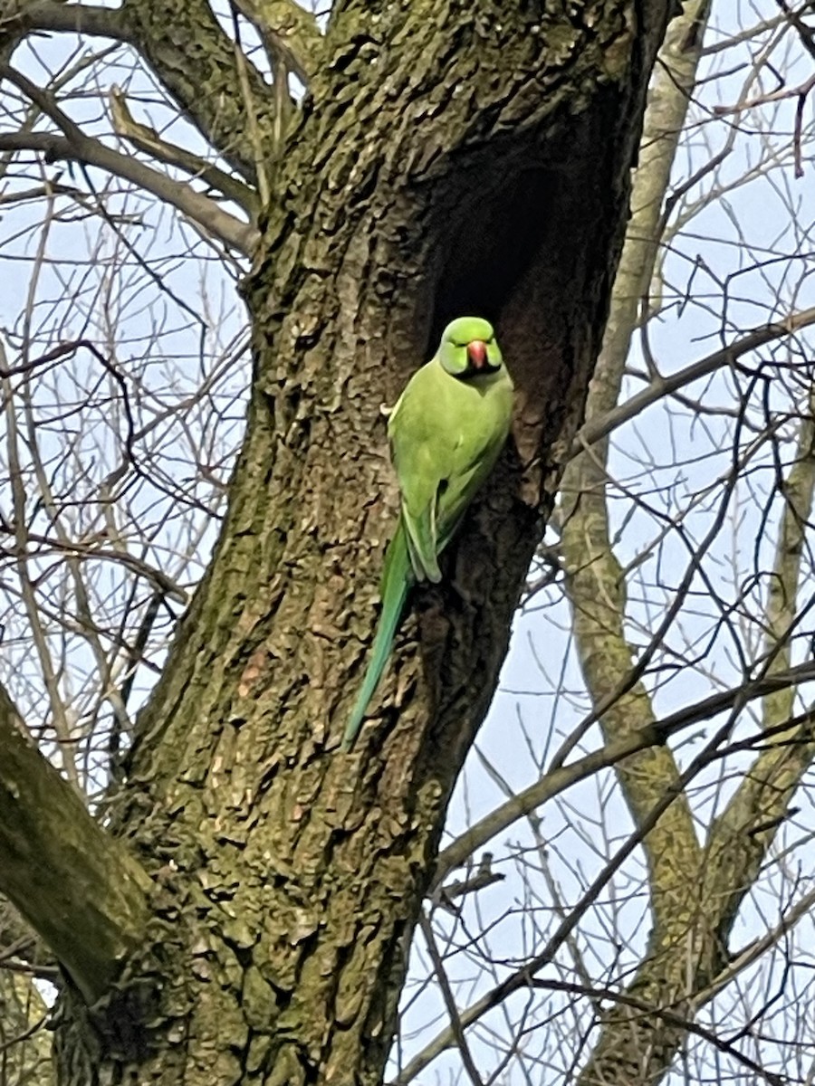 Rose-ringed Parakeet - ML631452663