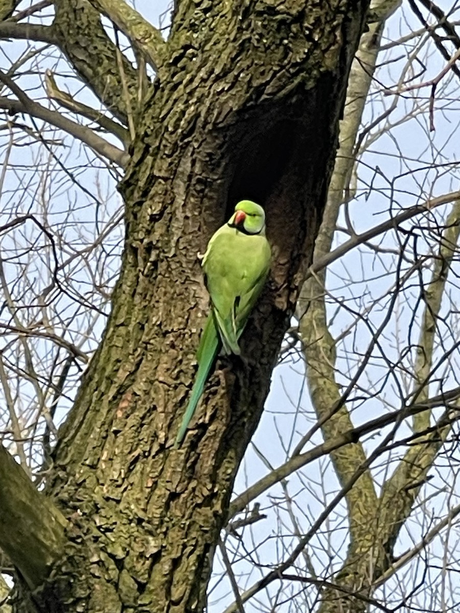 Rose-ringed Parakeet - ML631452664