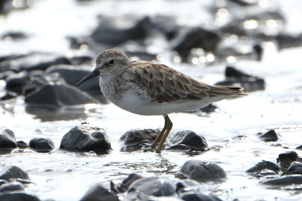 Least Sandpiper - ML631452676