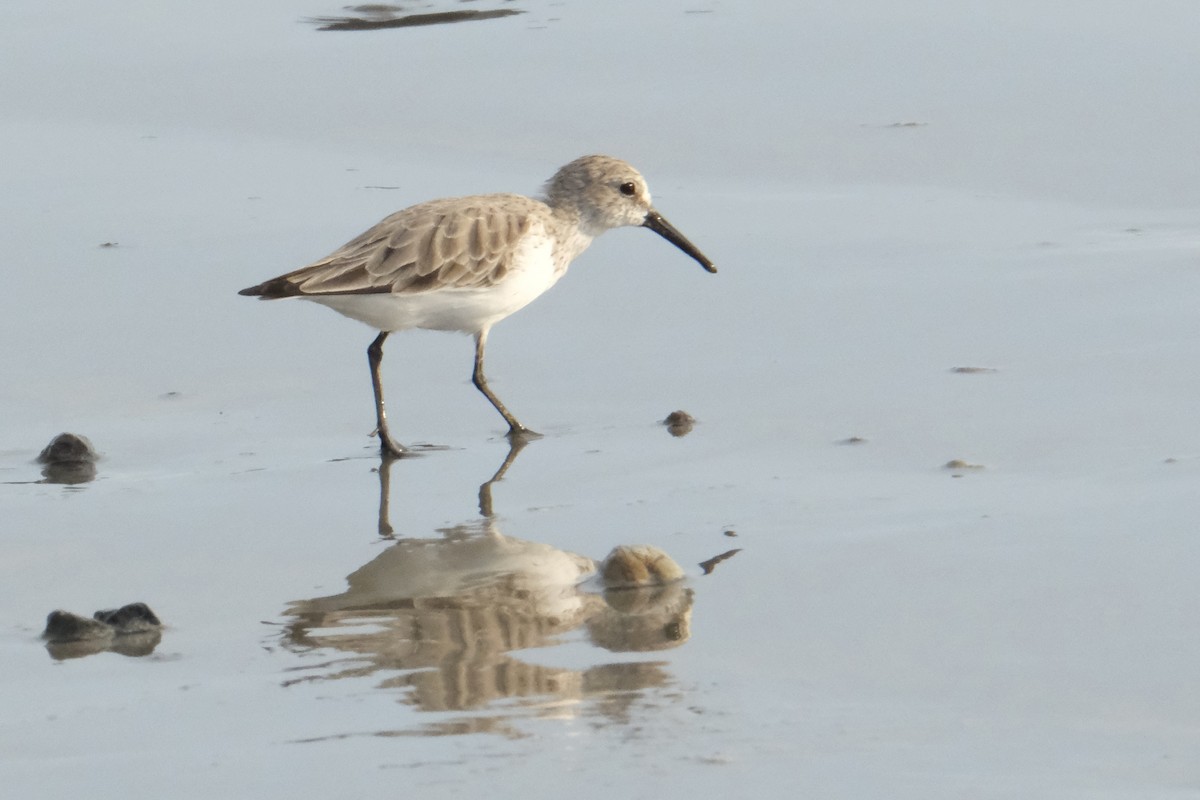 Western Sandpiper - ML631452707