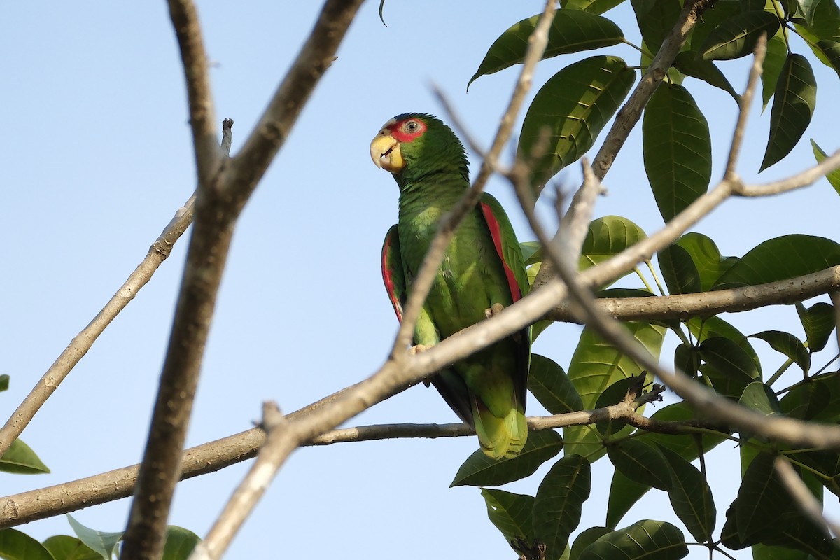 White-fronted Amazon - ML631453172