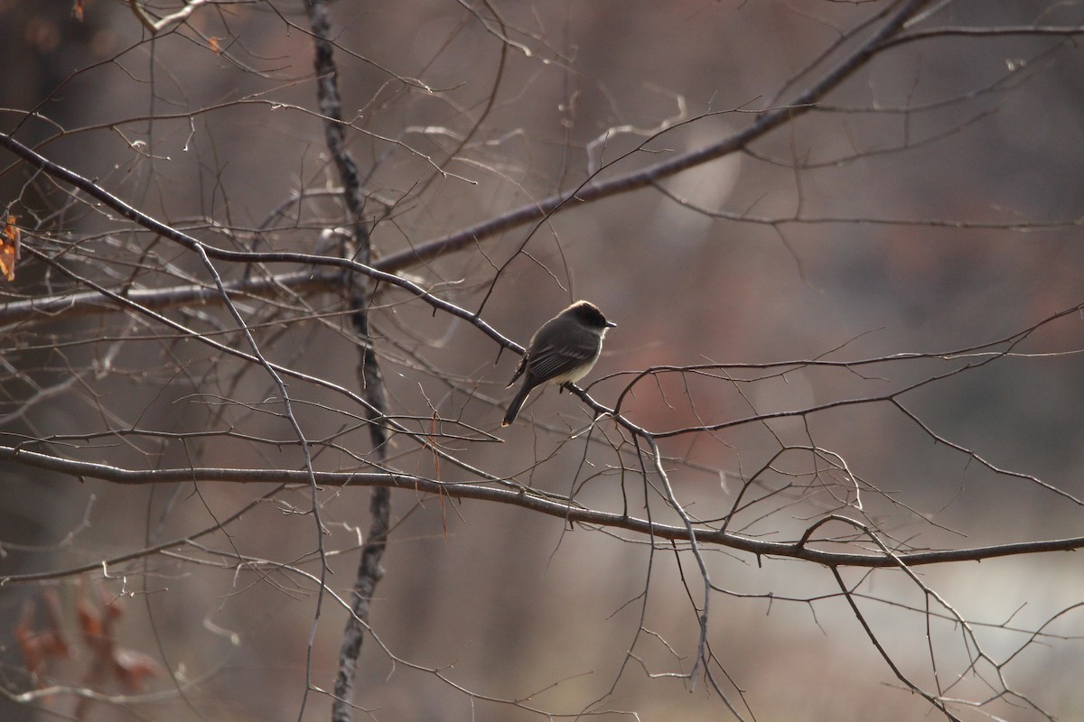 Eastern Phoebe - ML631453183