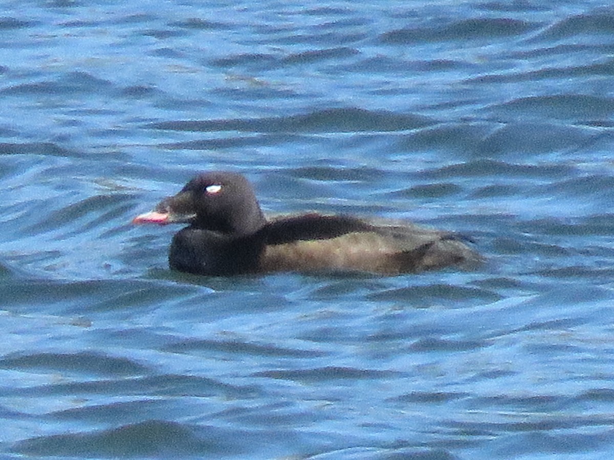 turpan kanadský - ML631453192