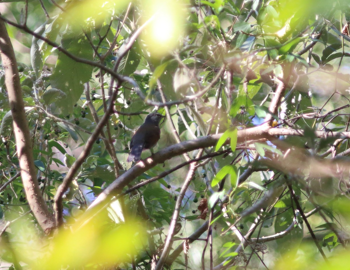 Brown-backed Solitaire - ML631453219