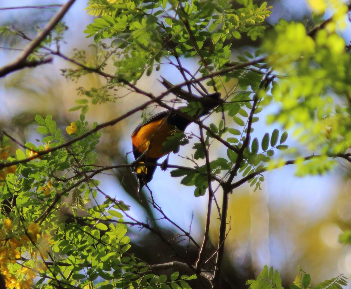 Black-vented Oriole - ML631453226