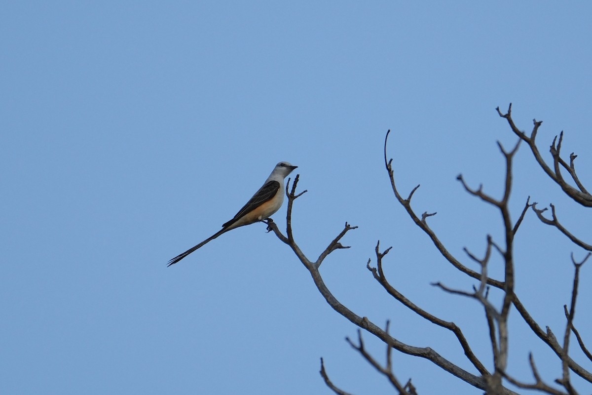 Scissor-tailed Flycatcher - ML631453237