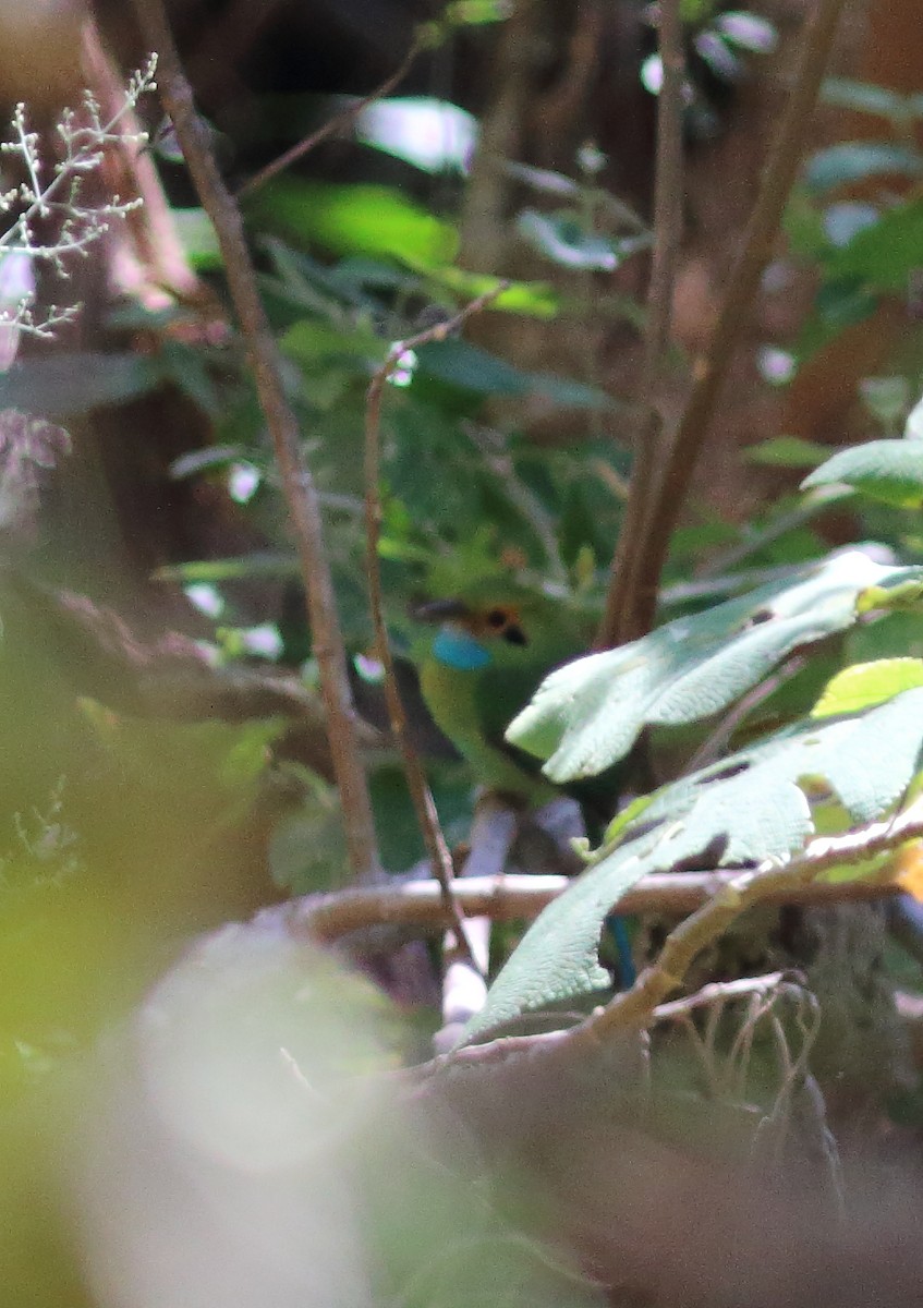 Blue-throated Motmot - ML631453240